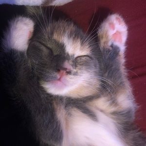 Meet your Posher, Connie